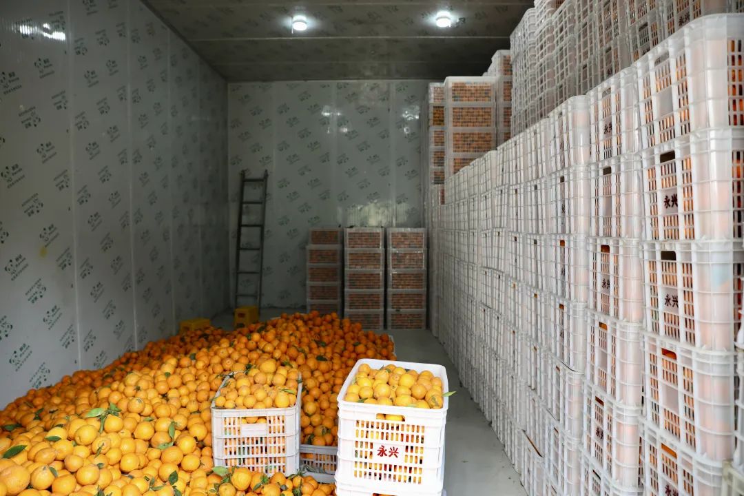 柑橘冷庫保鮮溫度，柑橘冷庫儲(chǔ)存1-9個(gè)月方法介紹
